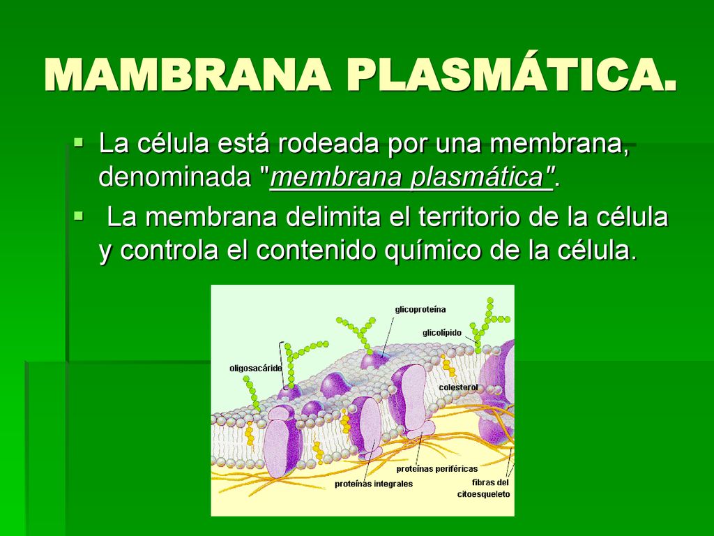 MAMBRANA PLASMÁTICA. La célula está rodeada por una membrana, denominada membrana plasmática .
