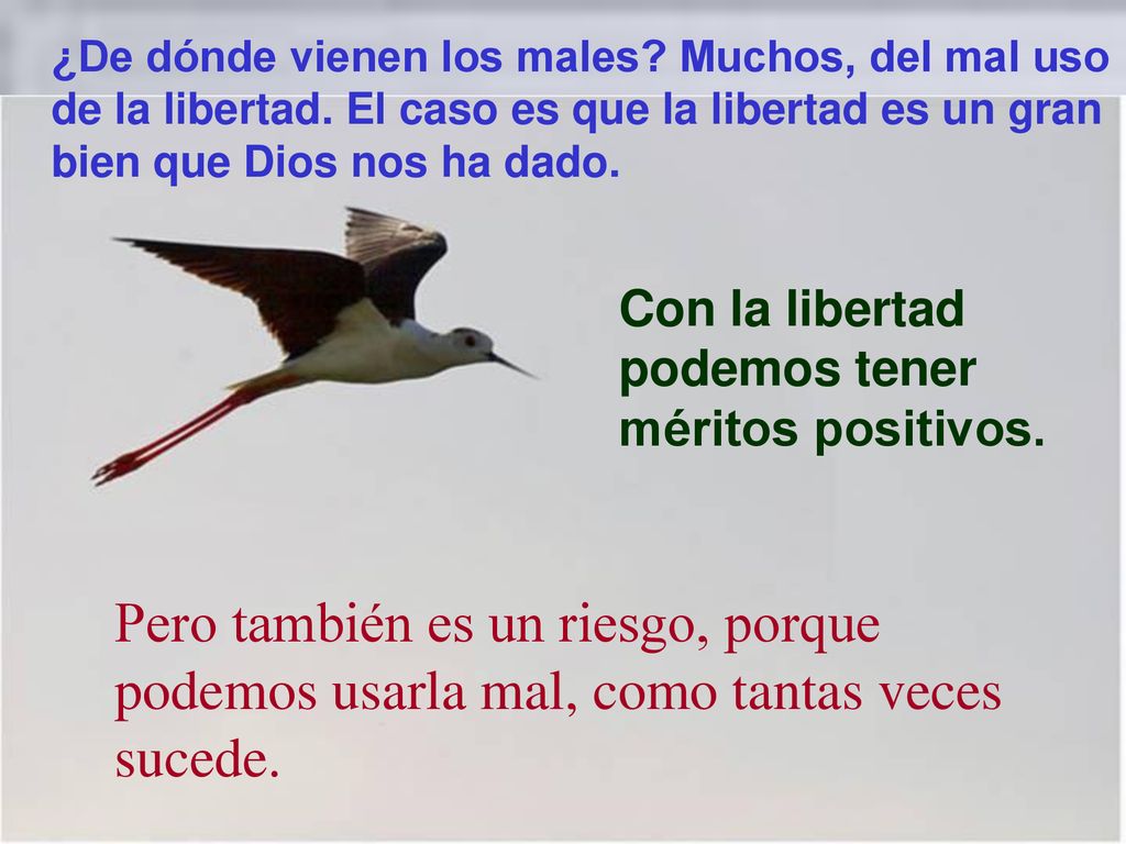 ¿De dónde vienen los males. Muchos, del mal uso de la libertad