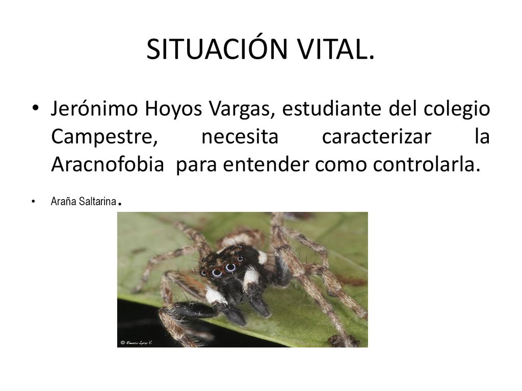 SITUACIÓN VITAL. Jerónimo Hoyos Vargas, estudiante del colegio Campestre, necesita caracterizar la Aracnofobia para entender como controlarla.