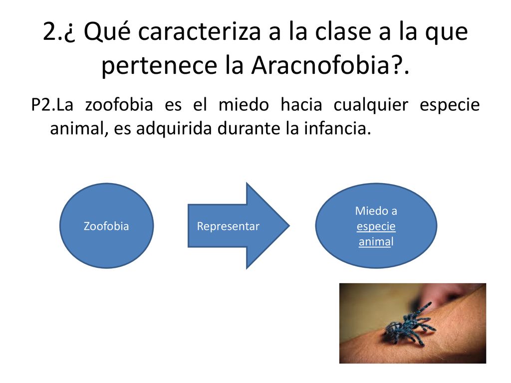 2.¿ Qué caracteriza a la clase a la que pertenece la Aracnofobia .