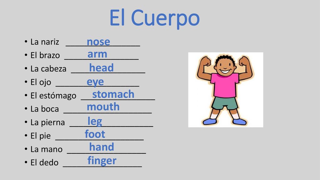 El Cuerpo nose arm head eye stomach mouth leg foot hand finger