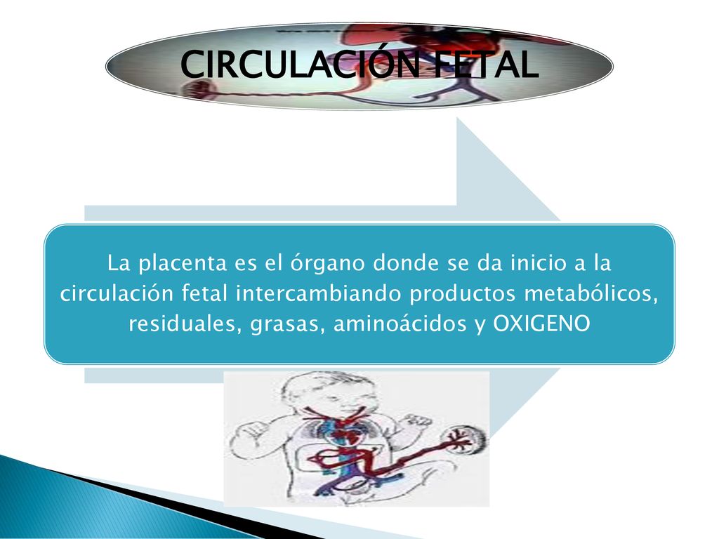 CIRCULACIÓN FETAL