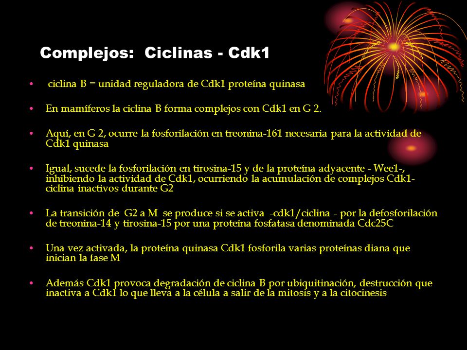 Complejos: Ciclinas - Cdk1
