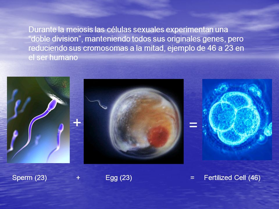 Durante la meiosis las células sexuales experimentan una doble division , manteniendo todos sus originales genes, pero reduciendo sus cromosomas a la mitad, ejemplo de 46 a 23 en el ser humano