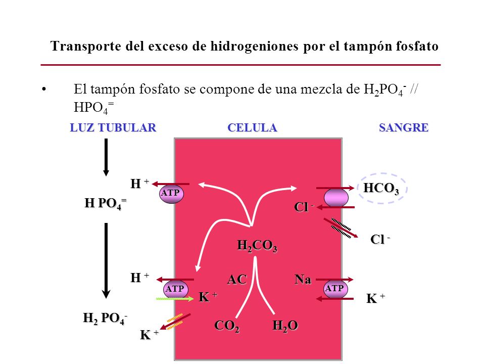 Transporte del exceso de hidrogeniones por el tampón fosfato