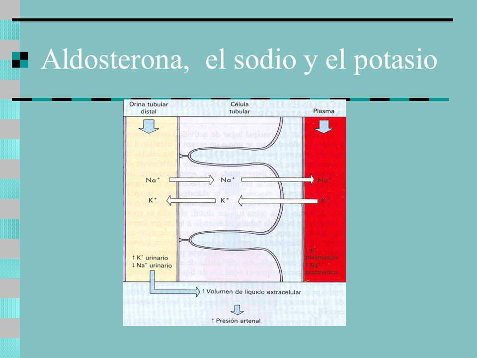 Aldosterona, el sodio y el potasio