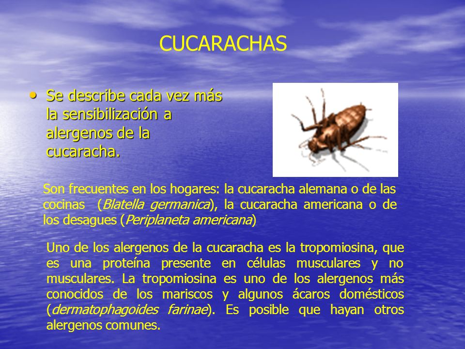 CUCARACHAS Se describe cada vez más la sensibilización a alergenos de la cucaracha.