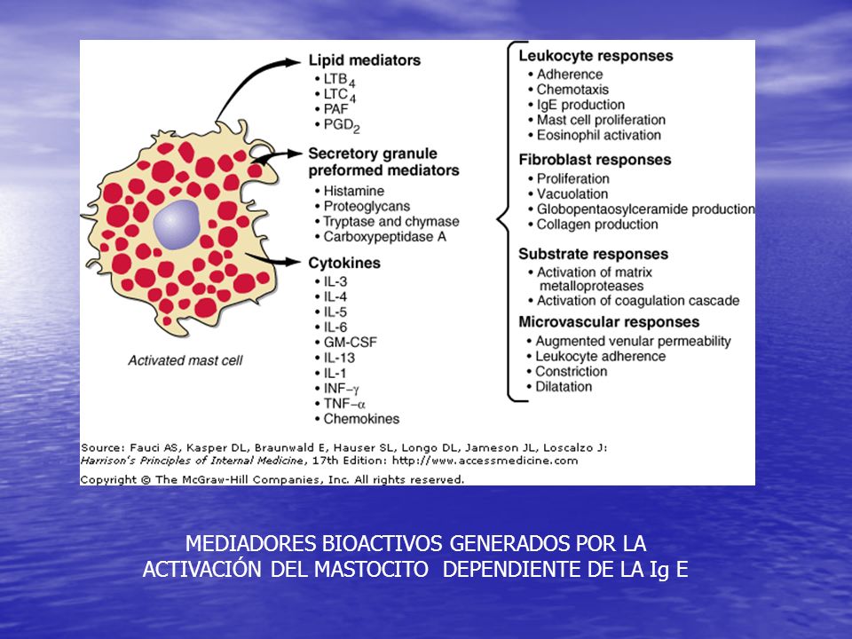 MEDIADORES BIOACTIVOS GENERADOS POR LA ACTIVACIÓN DEL MASTOCITO DEPENDIENTE DE LA Ig E