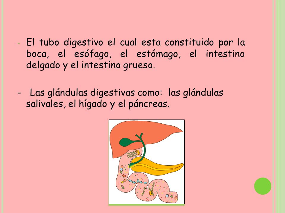 El tubo digestivo el cual esta constituido por la boca, el esófago, el estómago, el intestino delgado y el intestino grueso.
