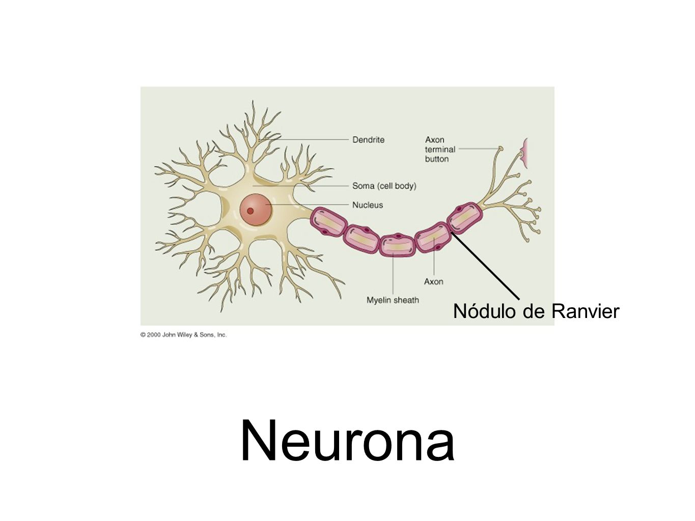 Nódulo de Ranvier Neurona
