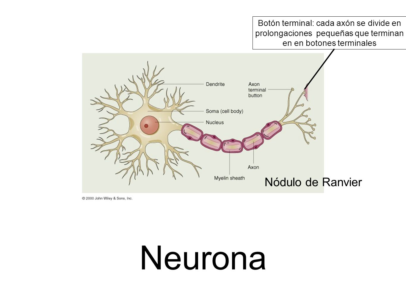 Neurona Nódulo de Ranvier