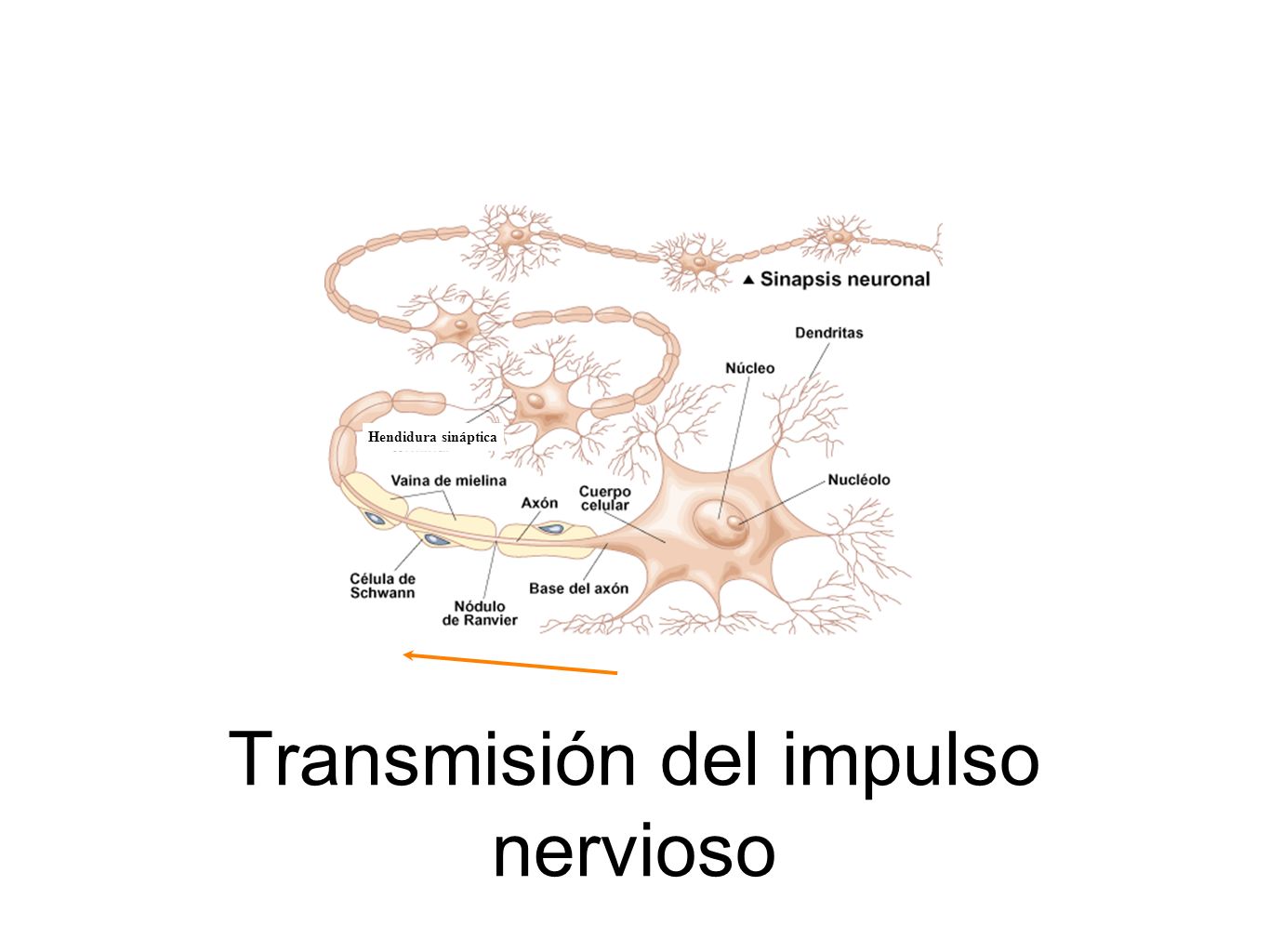 Transmisión del impulso nervioso