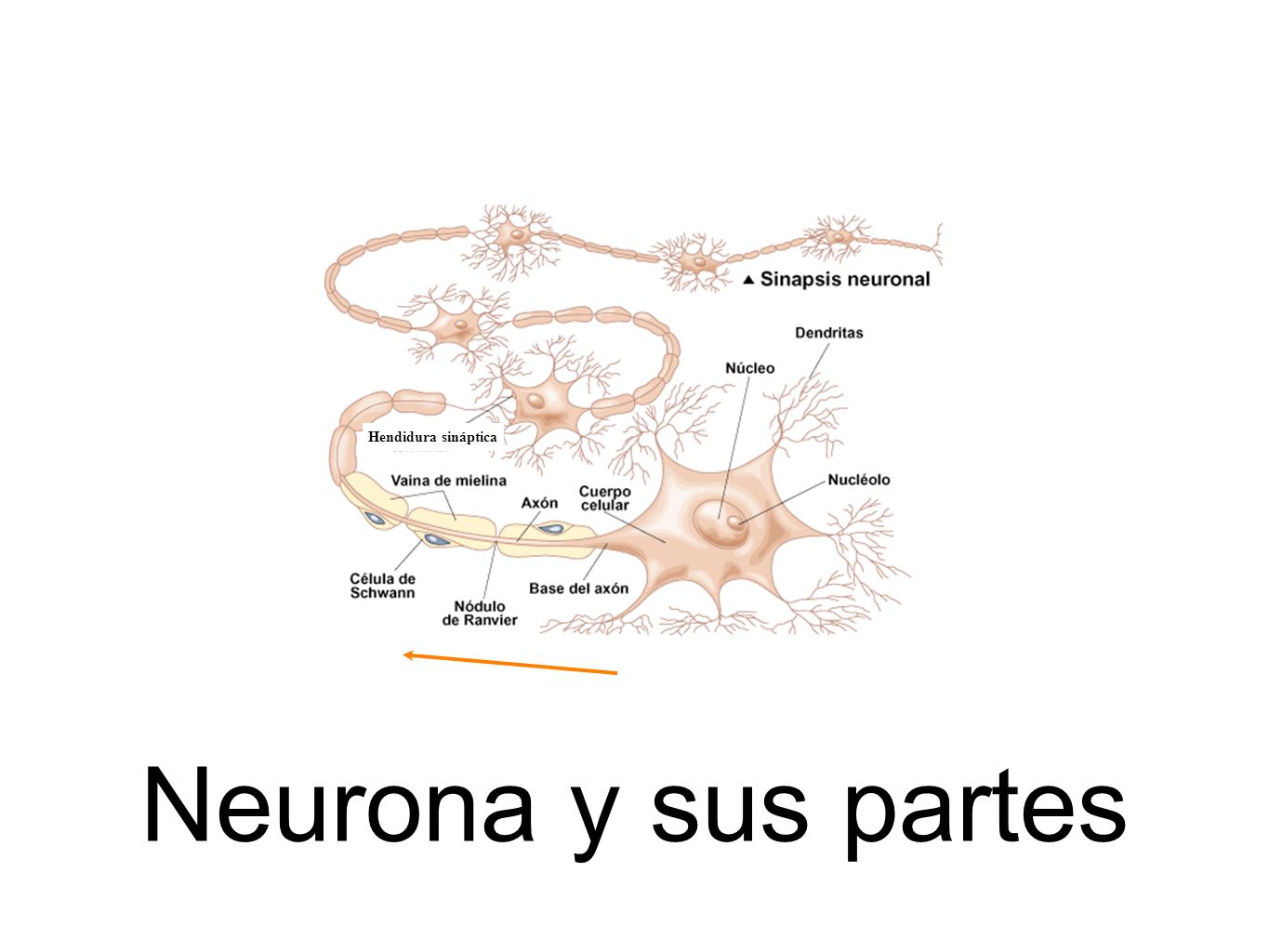 Hendidura sináptica Neurona y sus partes