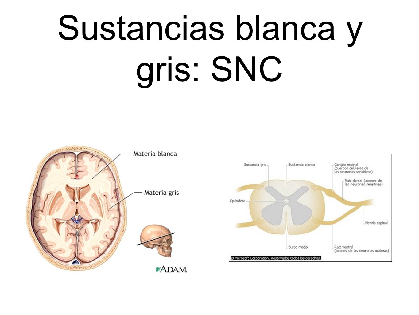 Sustancias blanca y gris: SNC
