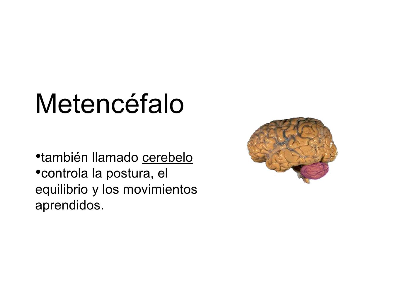 Metencéfalo también llamado cerebelo