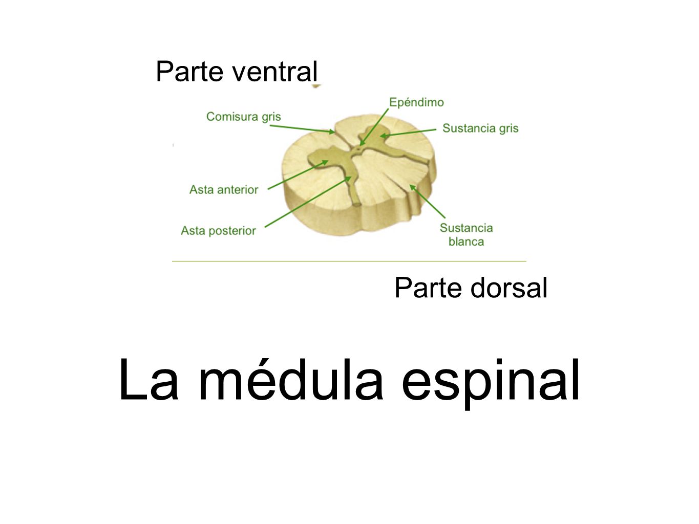 Parte ventral Parte dorsal La médula espinal