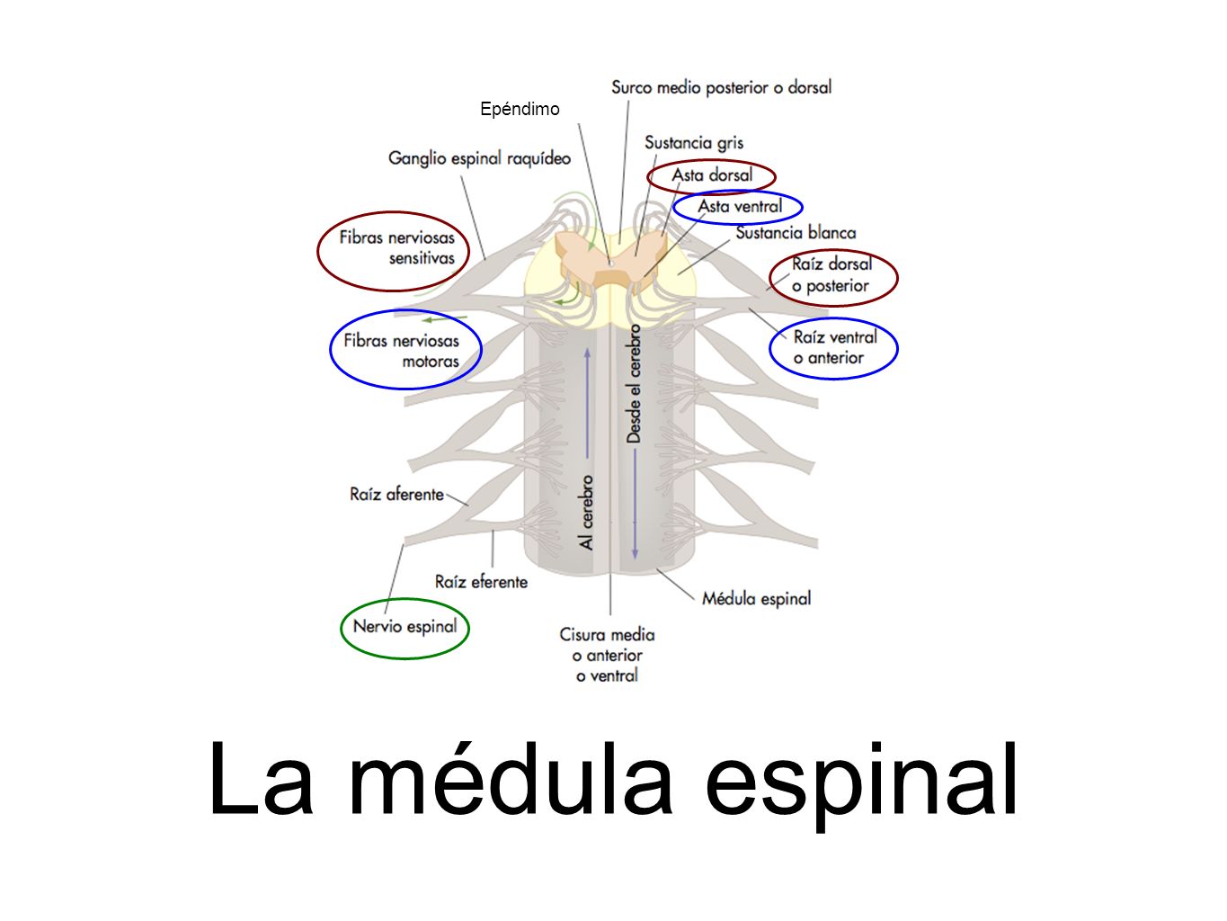 Epéndimo La médula espinal