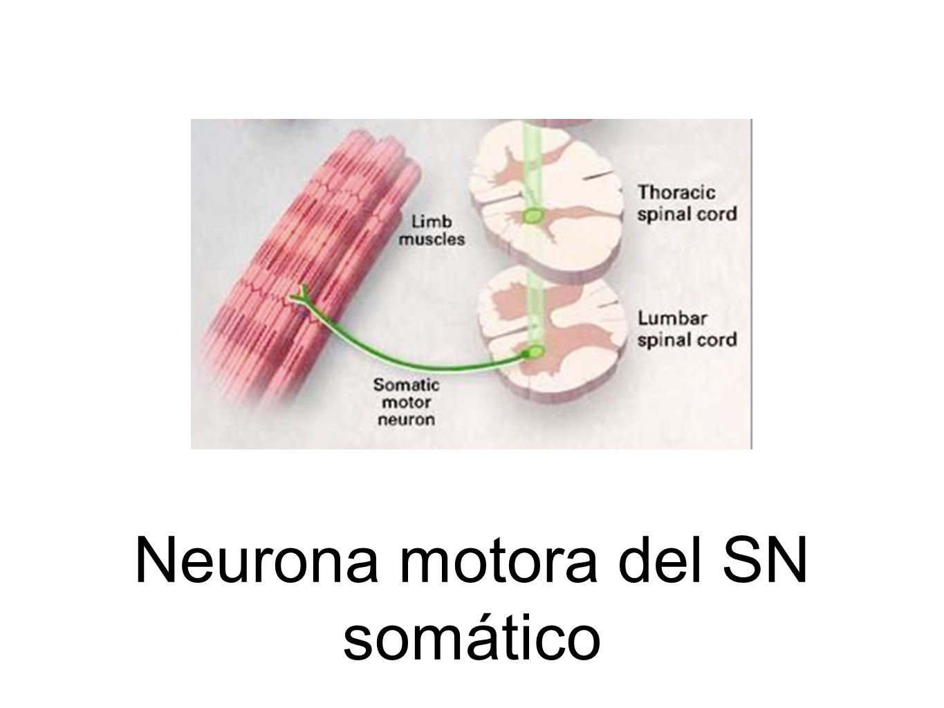 Neurona motora del SN somático