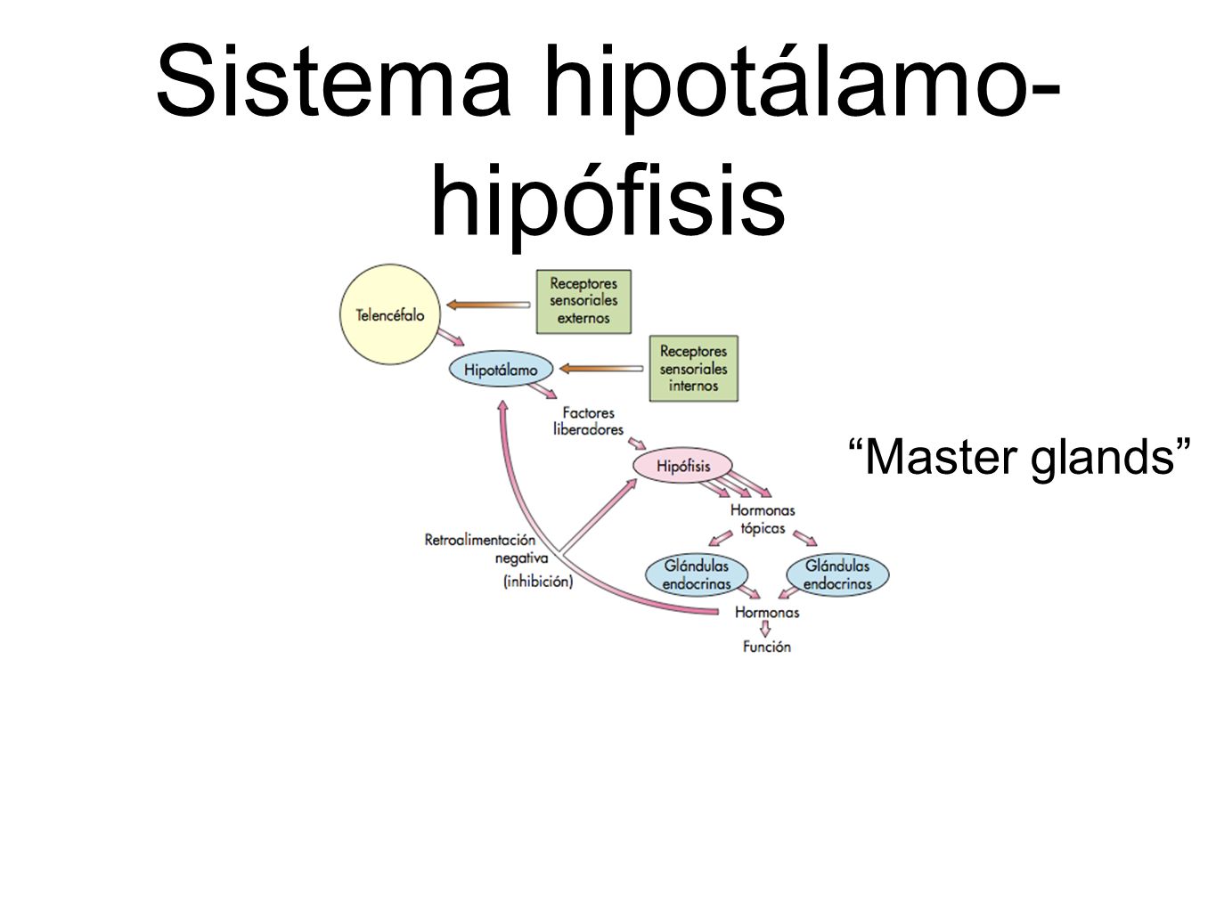 Sistema hipotálamo-hipófisis