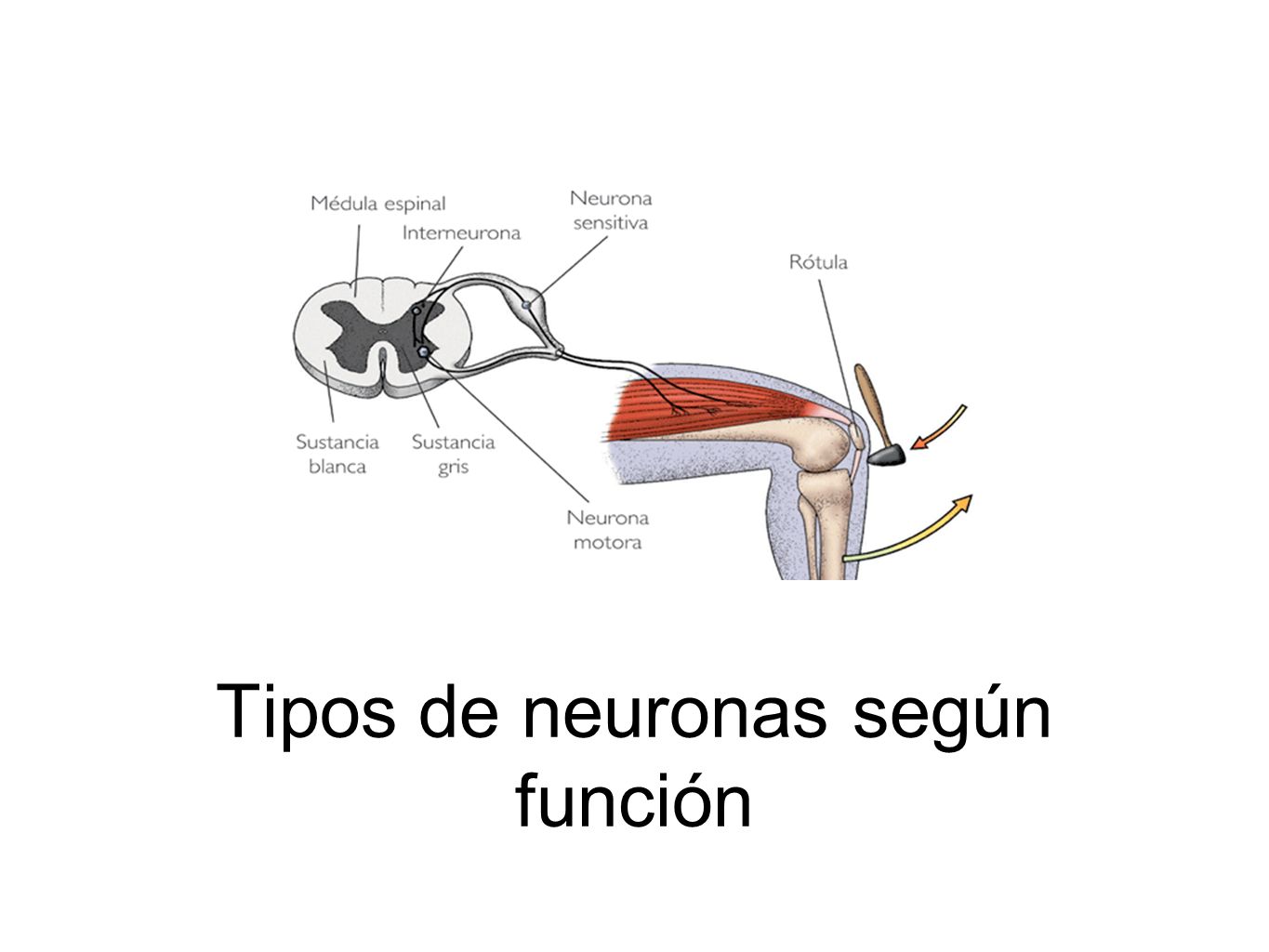 Tipos de neuronas según función