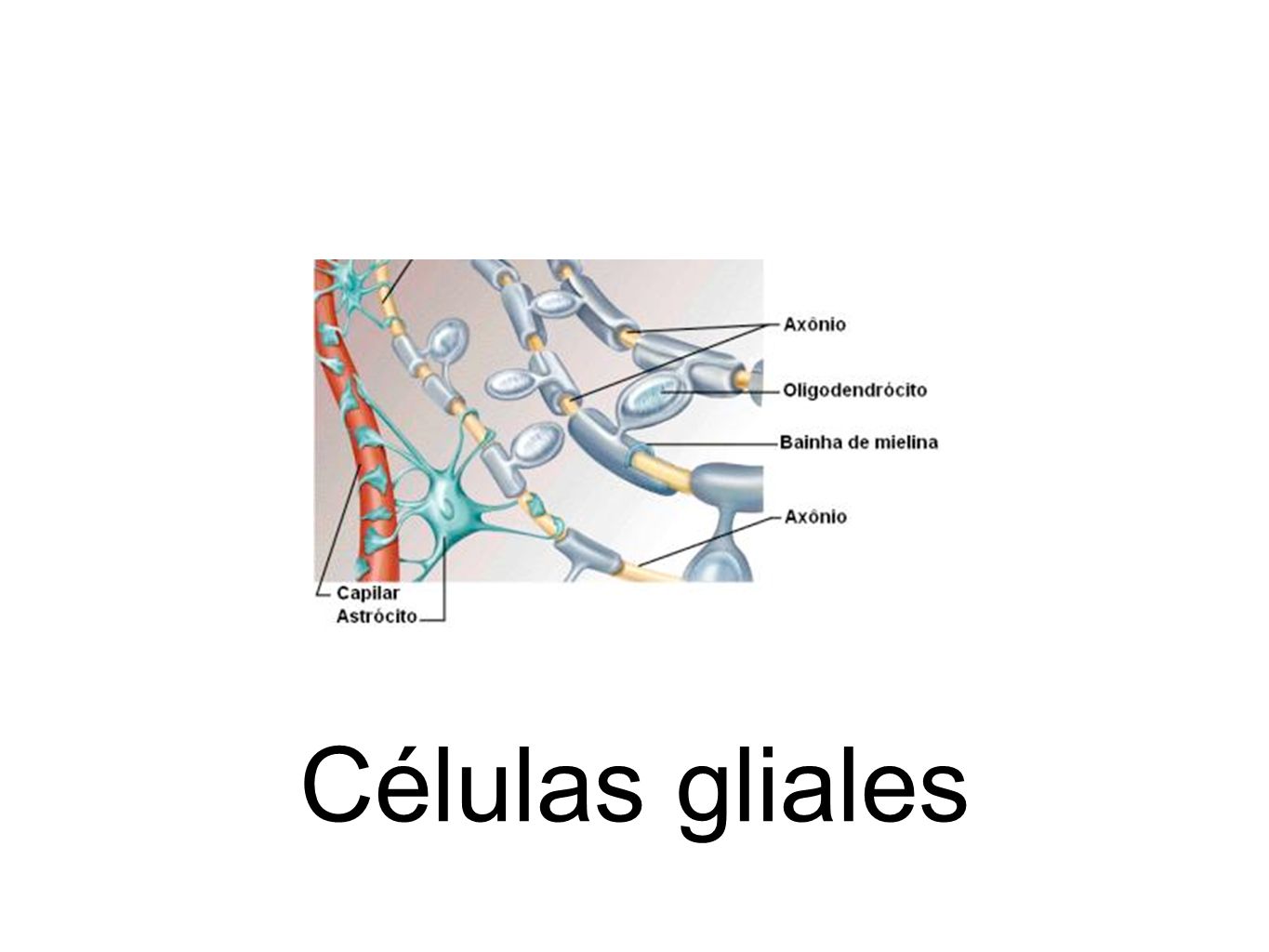 Células gliales