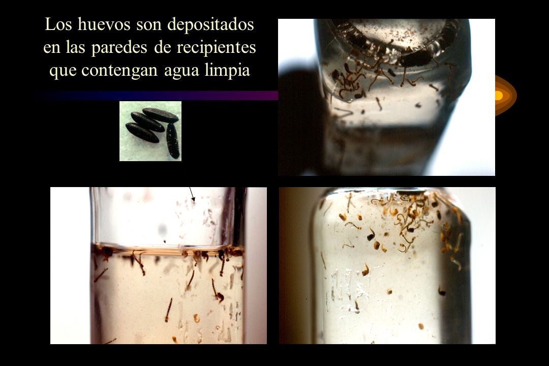 Los huevos son depositados en las paredes de recipientes que contengan agua limpia