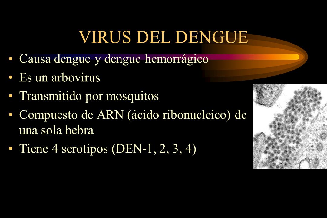 VIRUS DEL DENGUE Causa dengue y dengue hemorrágico Es un arbovirus