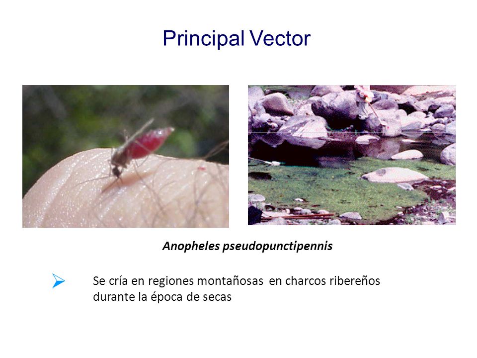 Anopheles pseudopunctipennis