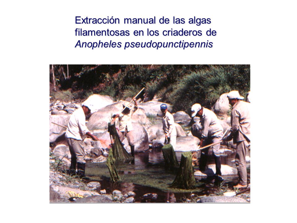 Extracción manual de las algas filamentosas en los criaderos de Anopheles pseudopunctipennis