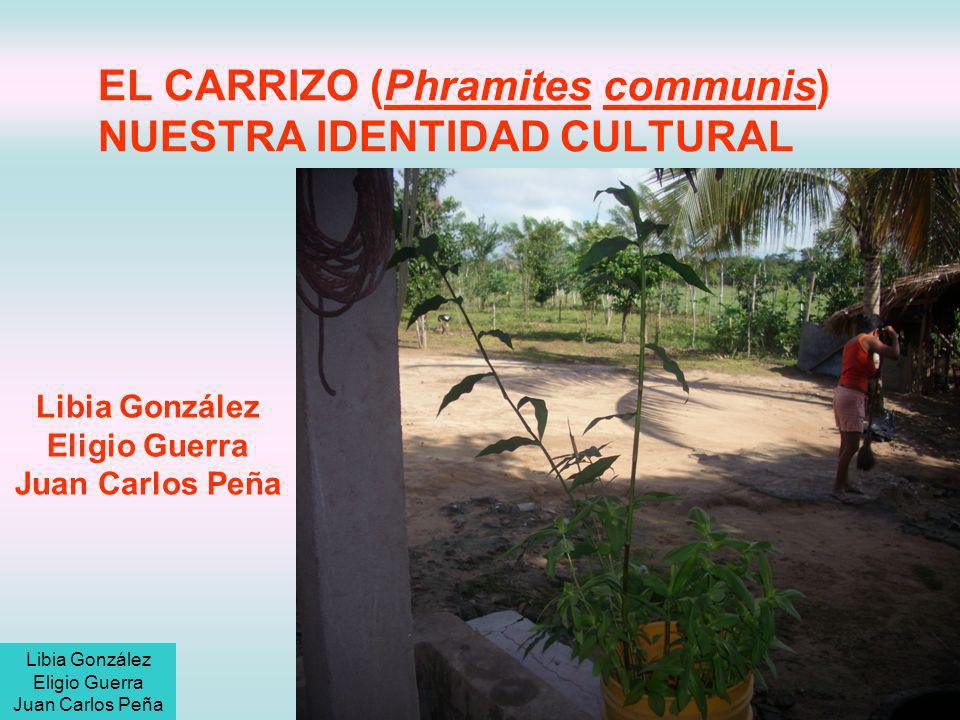 EL CARRIZO (Phramites communis) NUESTRA IDENTIDAD CULTURAL