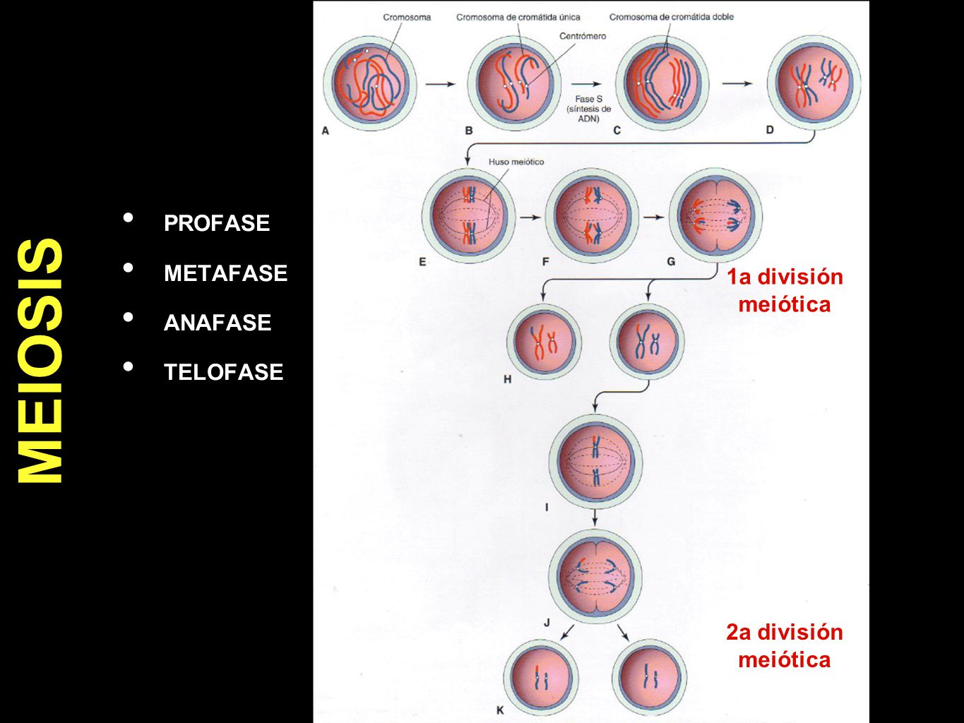 MEIOSIS PROFASE METAFASE ANAFASE 1a división meiótica TELOFASE