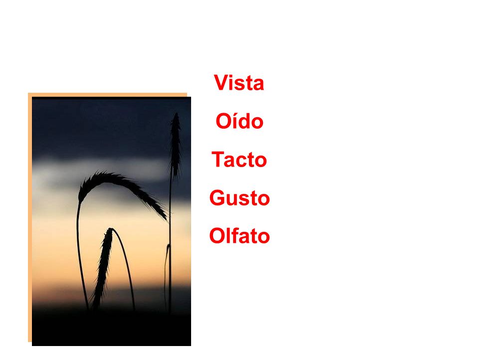 Vista Oído Tacto Gusto Olfato