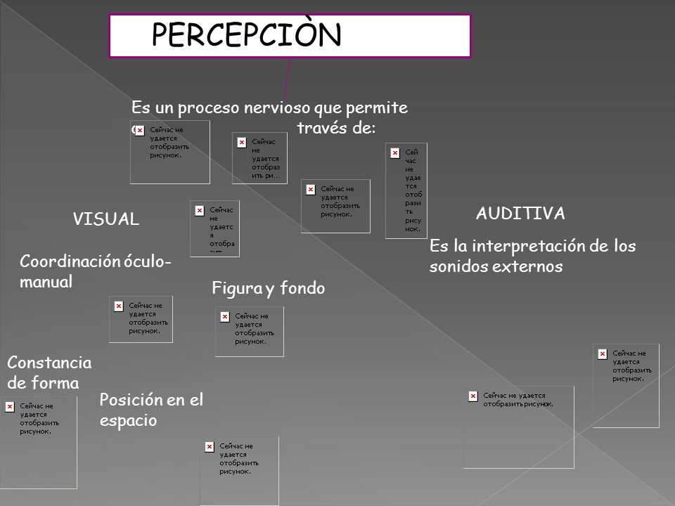 PERCEPCIÒN Es un proceso nervioso que permite a través de: AUDITIVA