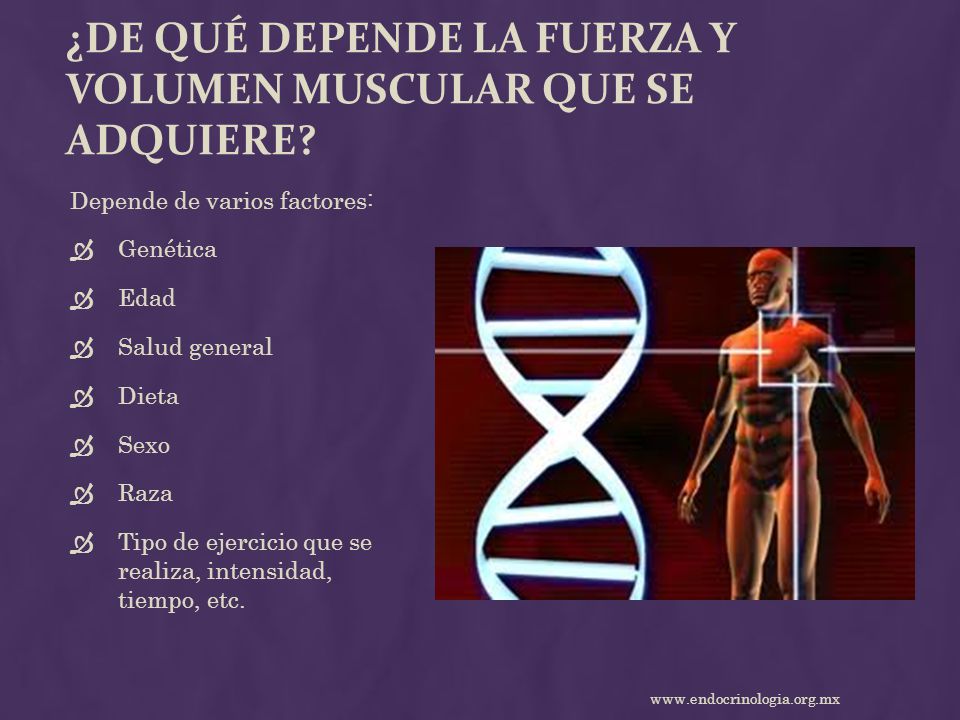 ¿De qué depende la fuerza y volumen muscular que se adquiere