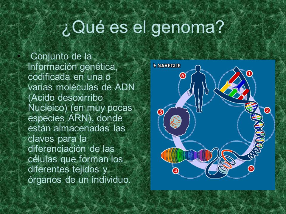 ¿Qué es el genoma