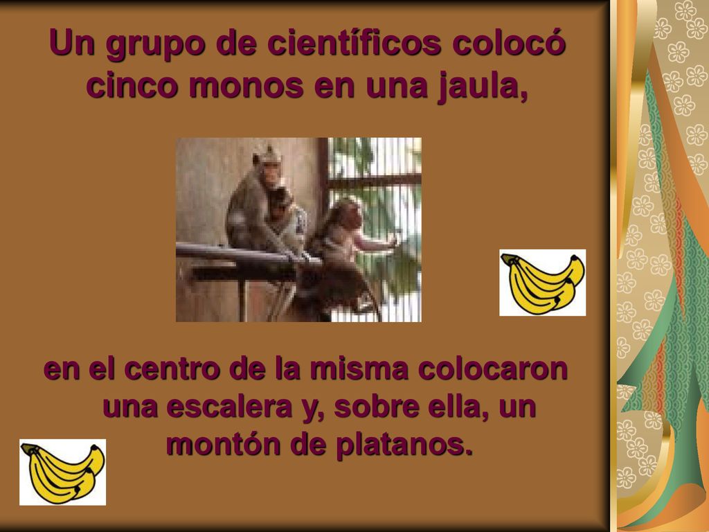 Un grupo de científicos colocó cinco monos en una jaula,