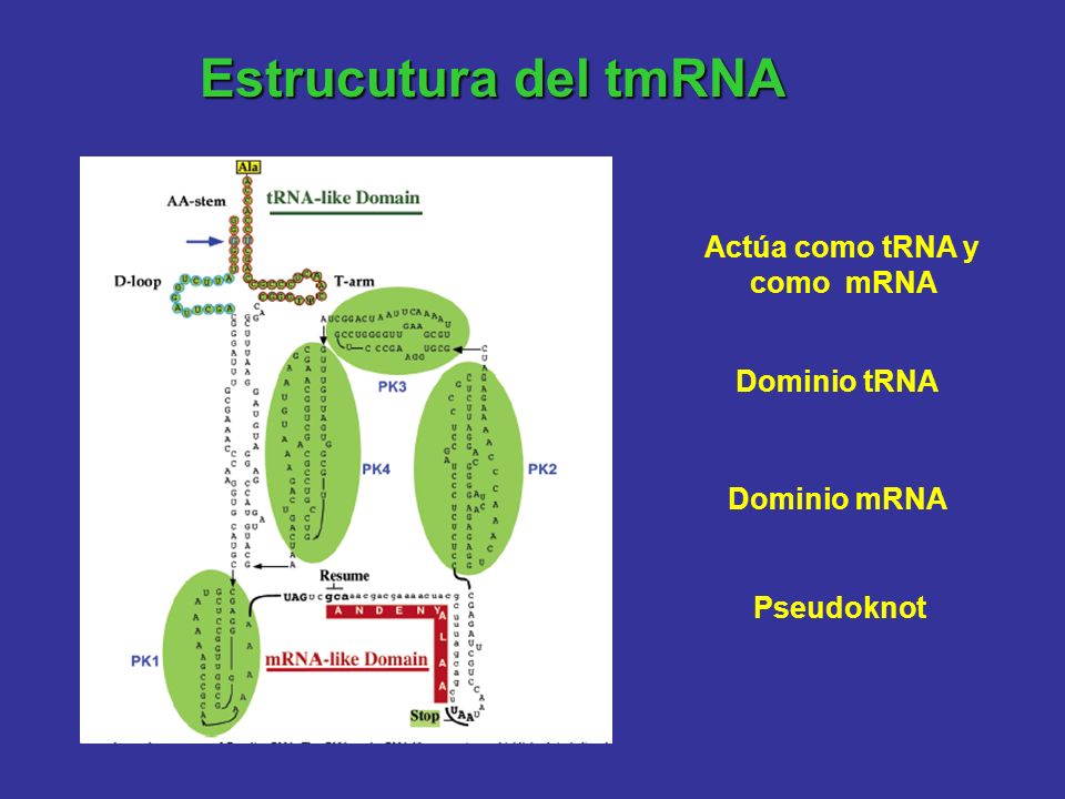 Estrucutura del tmRNA Actúa como tRNA y como mRNA Dominio tRNA