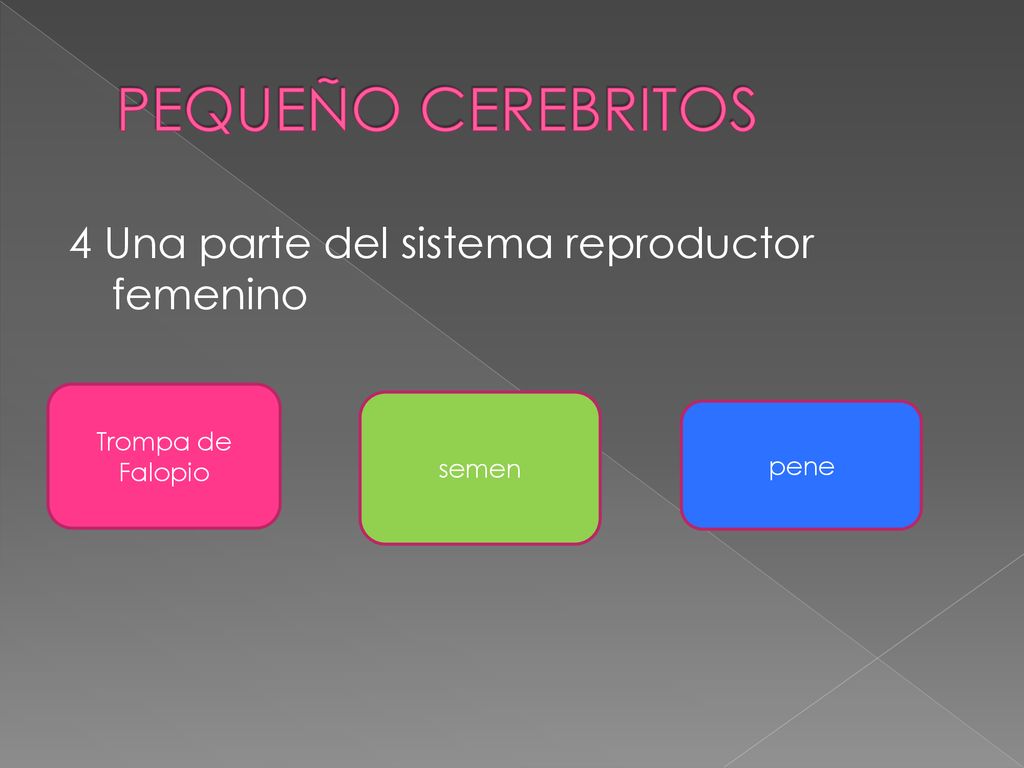 PEQUEÑO CEREBRITOS 4 Una parte del sistema reproductor femenino