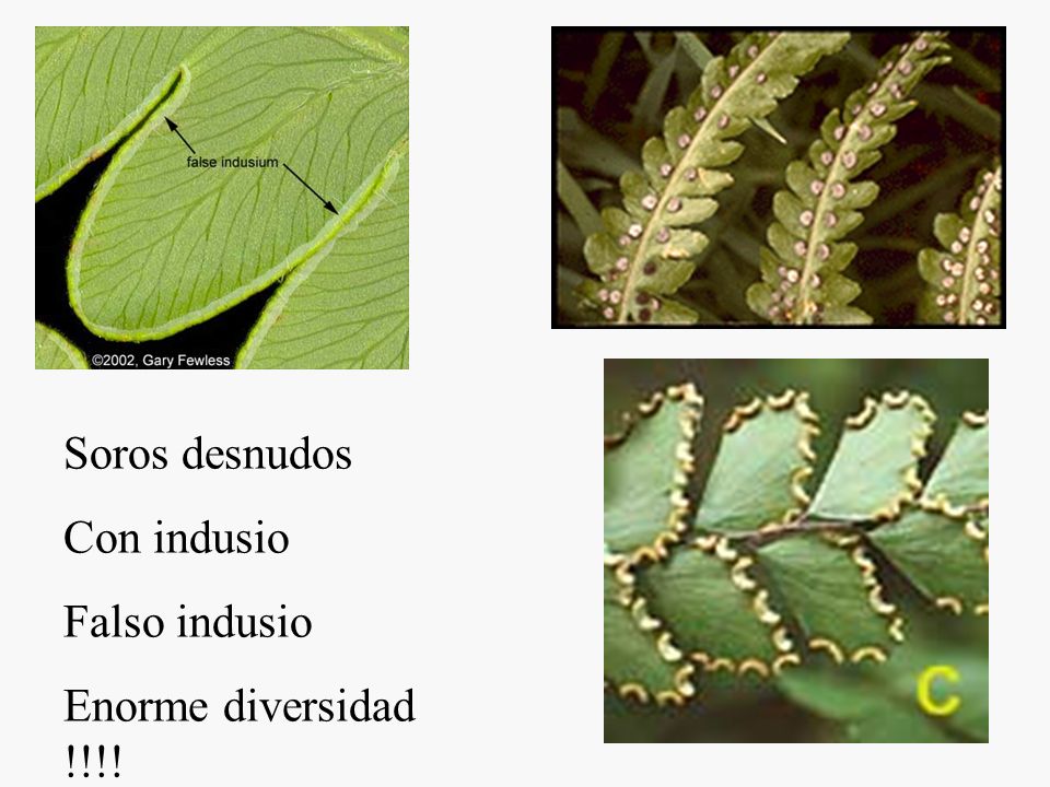 Soros desnudos Con indusio Falso indusio Enorme diversidad !!!!