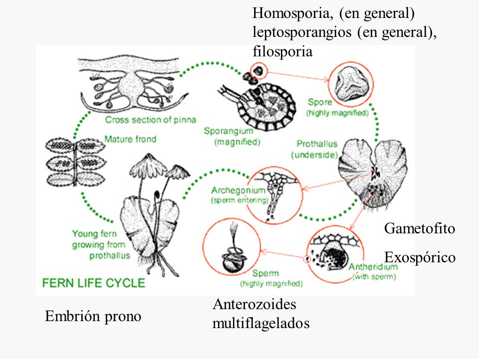Homosporia, (en general) leptosporangios (en general), filosporia