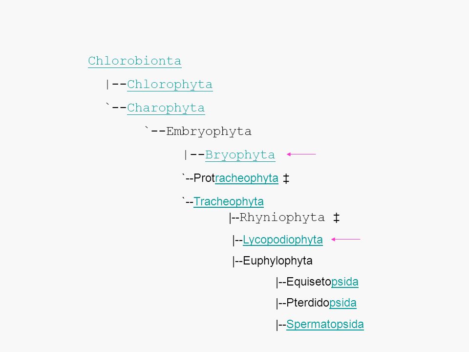 Chlorobionta |--Chlorophyta `--Charophyta `--Embryophyta |--Bryophyta