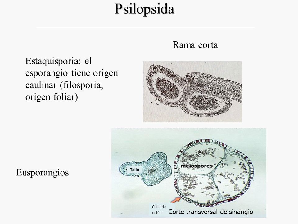 Psilopsida Estaquisporia: el esporangio tiene origen caulinar (filosporia, origen foliar) Rama corta.