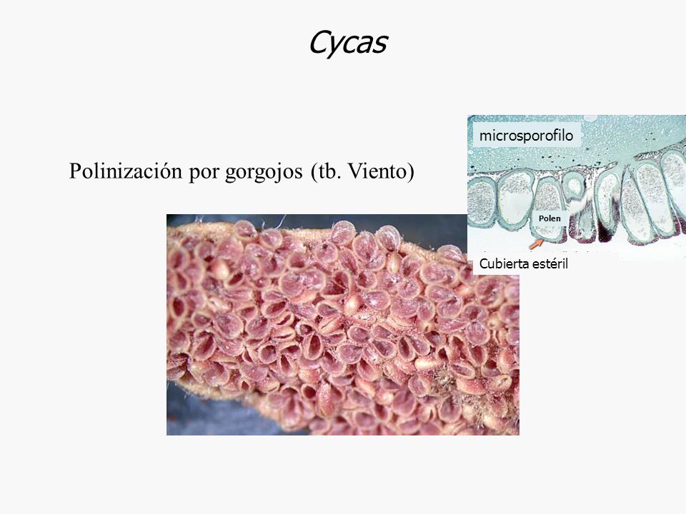 Cycas Polinización por gorgojos (tb. Viento) microsporofilo