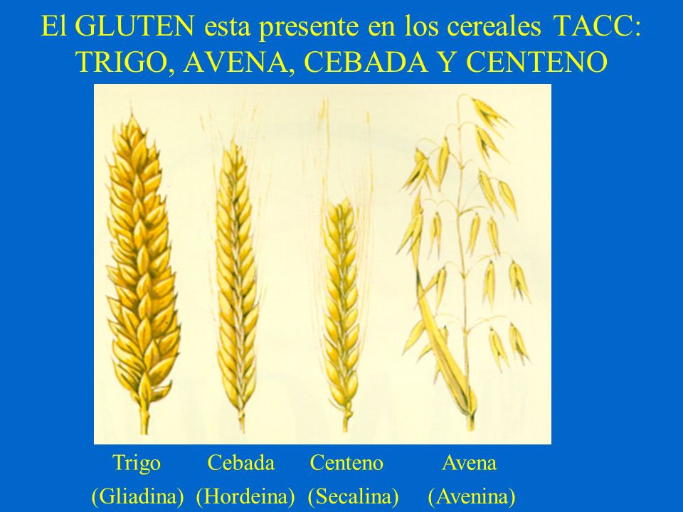 El GLUTEN esta presente en los cereales TACC: TRIGO, AVENA, CEBADA Y CENTENO