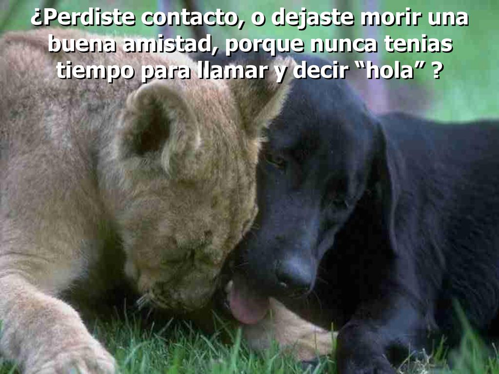 ¿Perdiste contacto, o dejaste morir una buena amistad, porque nunca tenias tiempo para llamar y decir hola