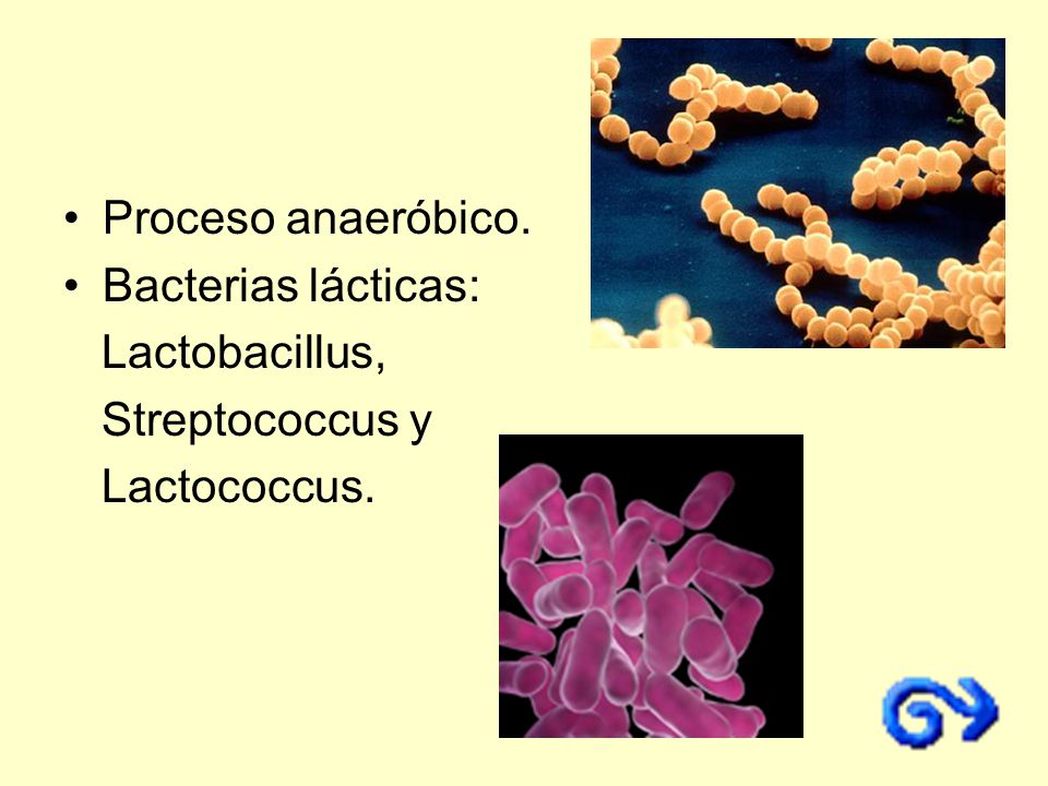 Proceso anaeróbico. Bacterias lácticas: Lactobacillus, Streptococcus y Lactococcus.