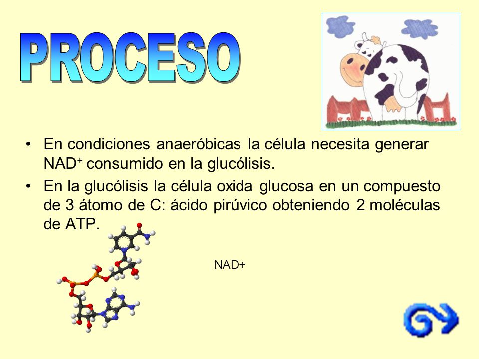 PROCESO En condiciones anaeróbicas la célula necesita generar NAD+ consumido en la glucólisis.