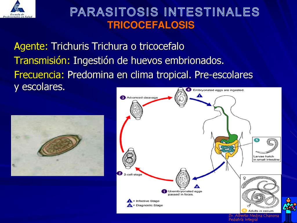 TRICOCEFALOSIS Agente: Trichuris Trichura o tricocefalo. Transmisión: Ingestión de huevos embrionados.