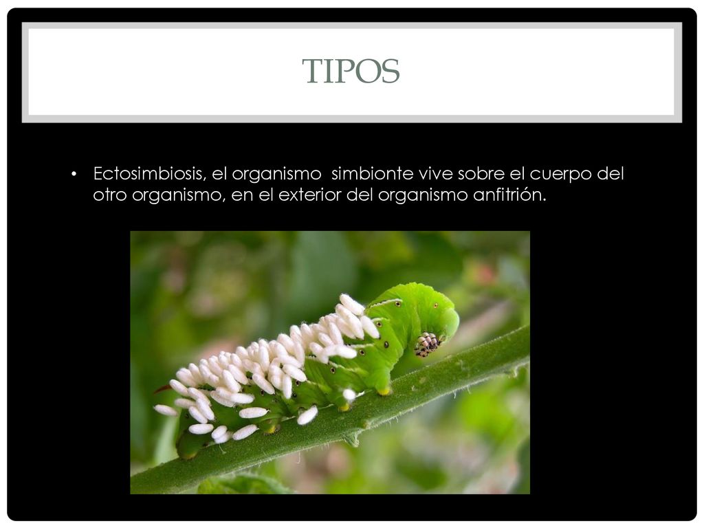 Tipos Ectosimbiosis, el organismo simbionte vive sobre el cuerpo del otro organismo, en el exterior del organismo anfitrión.