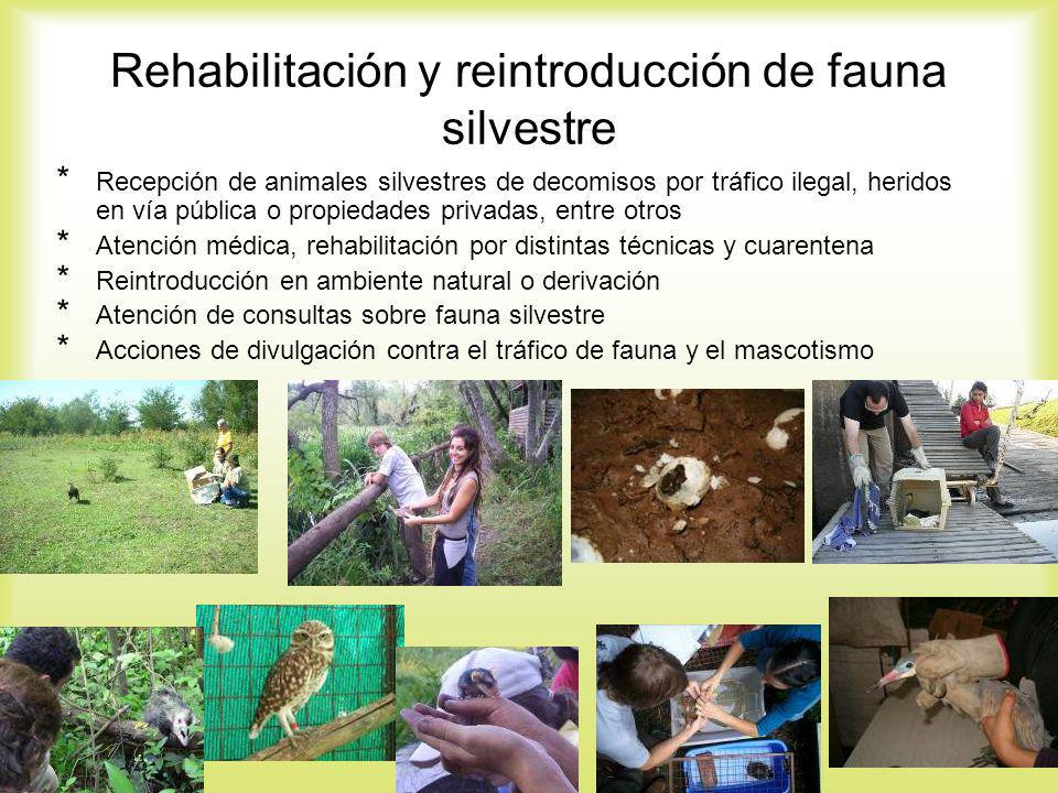 Rehabilitación y reintroducción de fauna silvestre